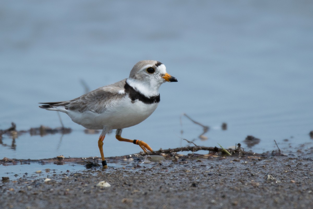 Piping Plover - ML166263241