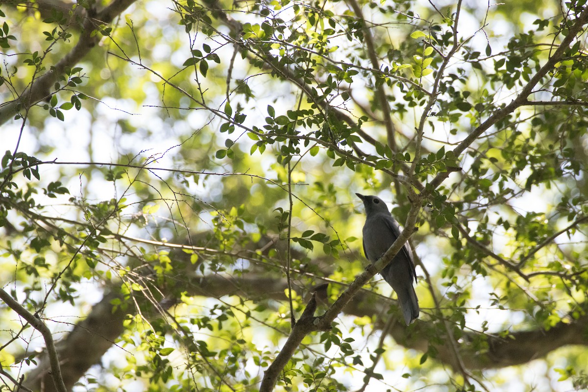 Gray Cuckooshrike - Angus Fitton