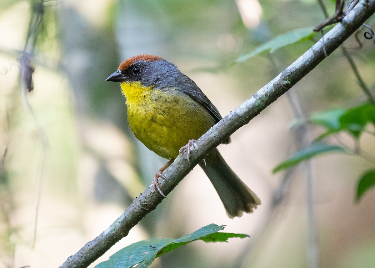 Rufous-capped Brushfinch - Patrick Van Thull