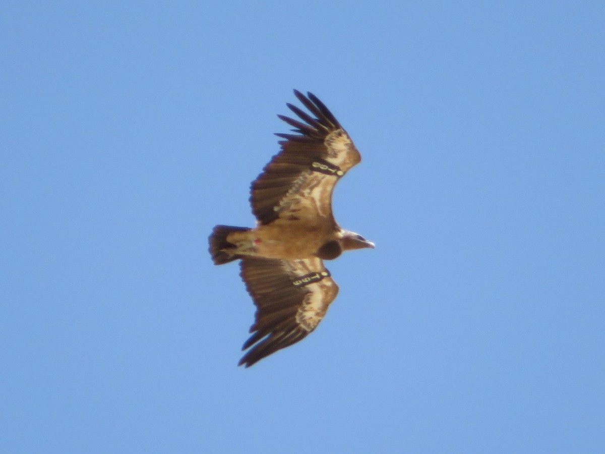 Eurasian Griffon - ML166265411