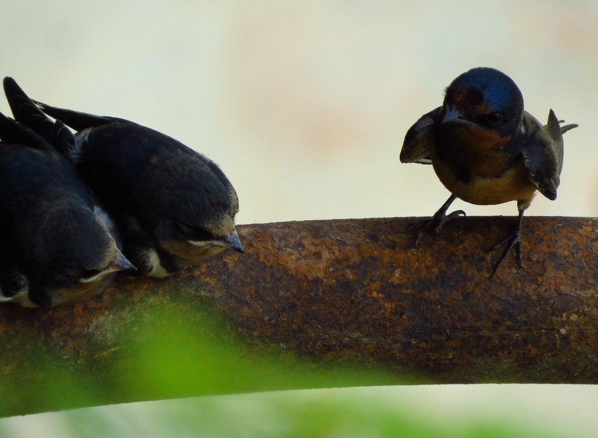 Barn Swallow - ML166266011