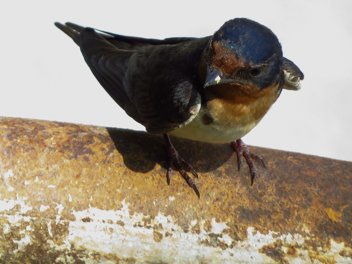 Barn Swallow - ML166266031