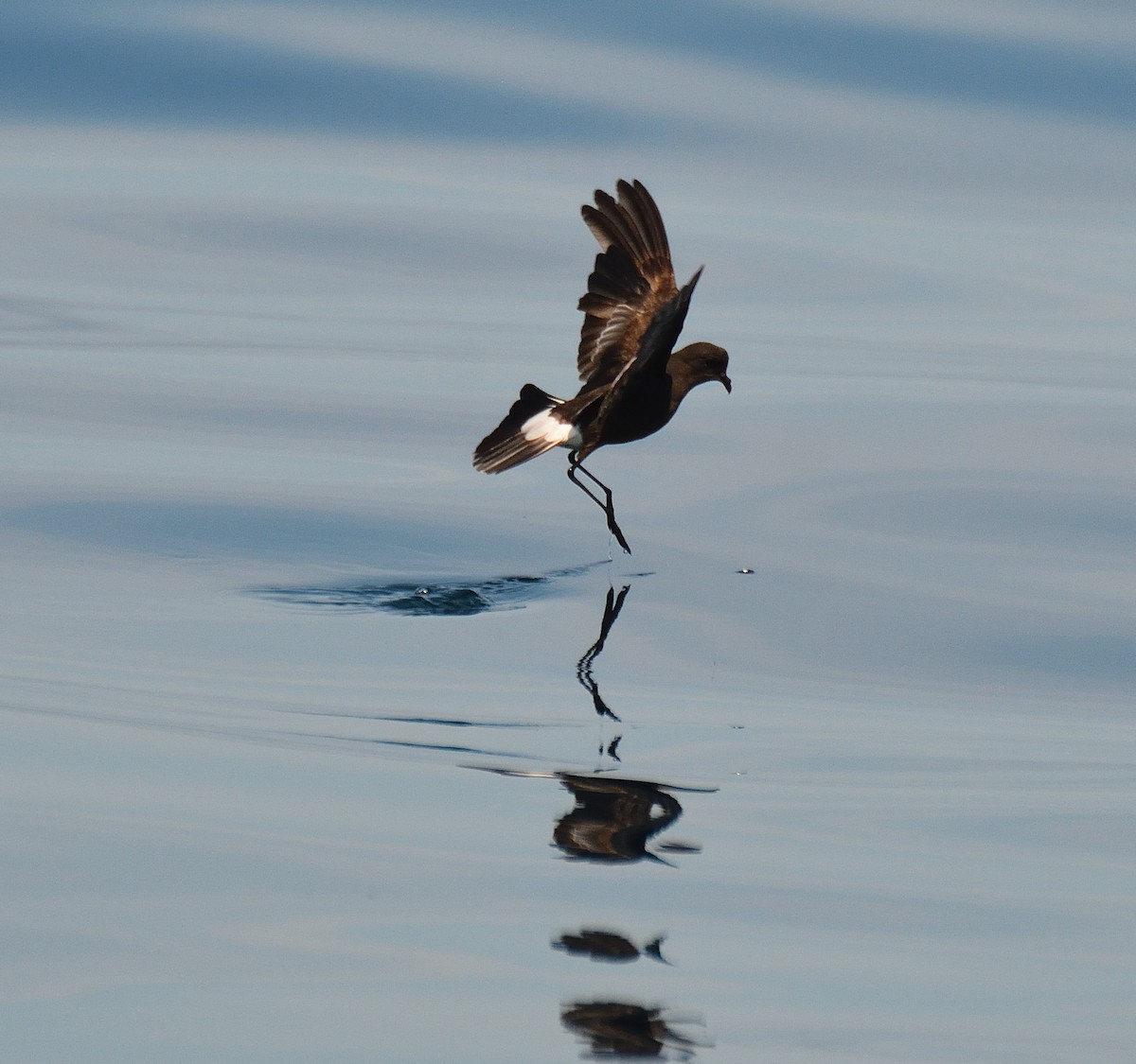 Wilson's Storm-Petrel - Jason Denesevich