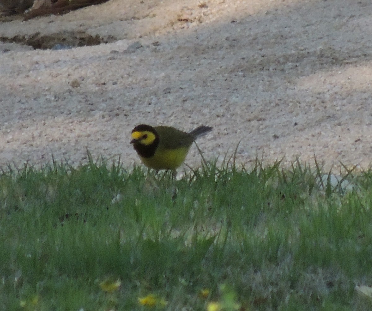 Hooded Warbler - ML166266221