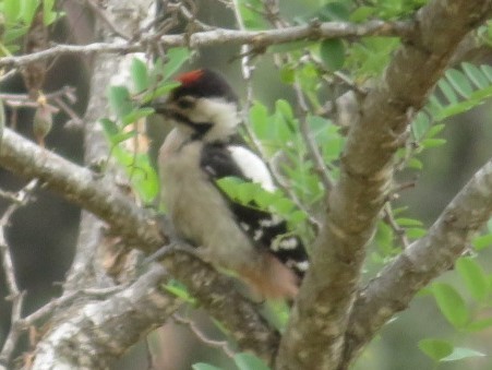 Syrian Woodpecker - Heidi Greene