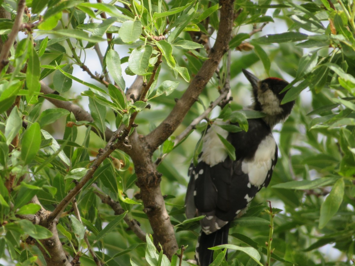 Syrian Woodpecker - Heidi Greene