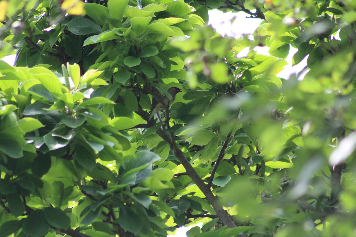 Cedar Waxwing - ML166268761