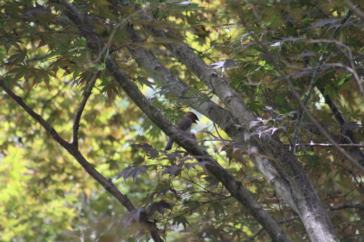 Cedar Waxwing - MARIA STOCKMAL