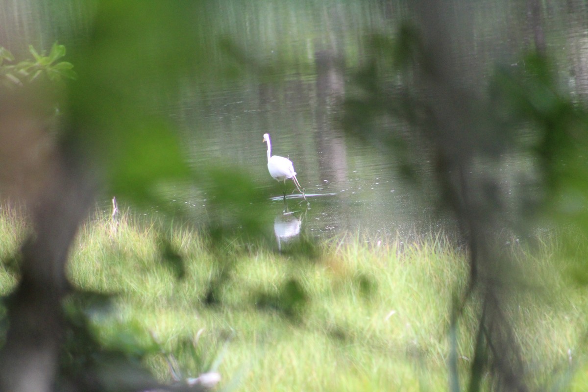 Great Egret - ML166269711