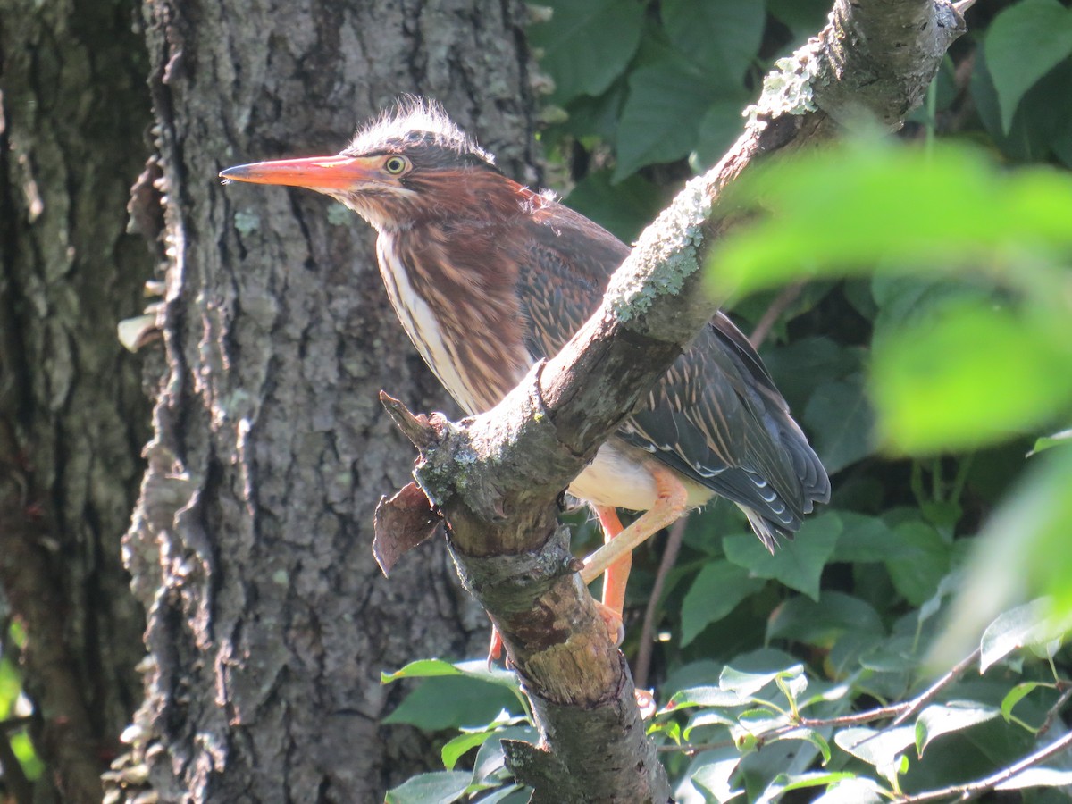 Green Heron - ML166272921