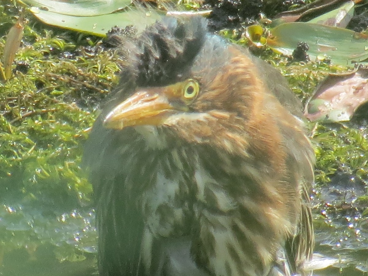 Green Heron - ML166272981