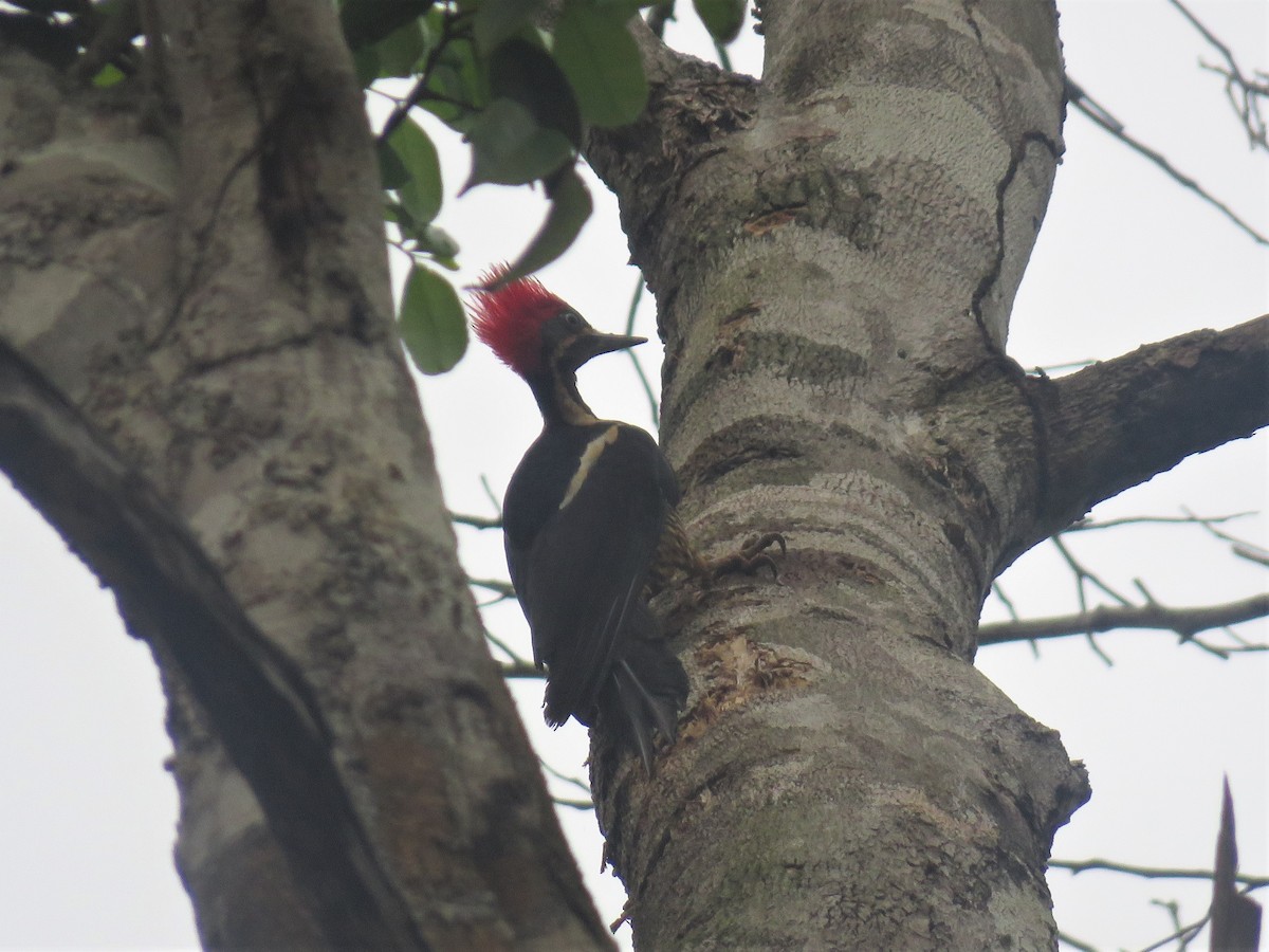 Lineated Woodpecker - Hugo Foxonet