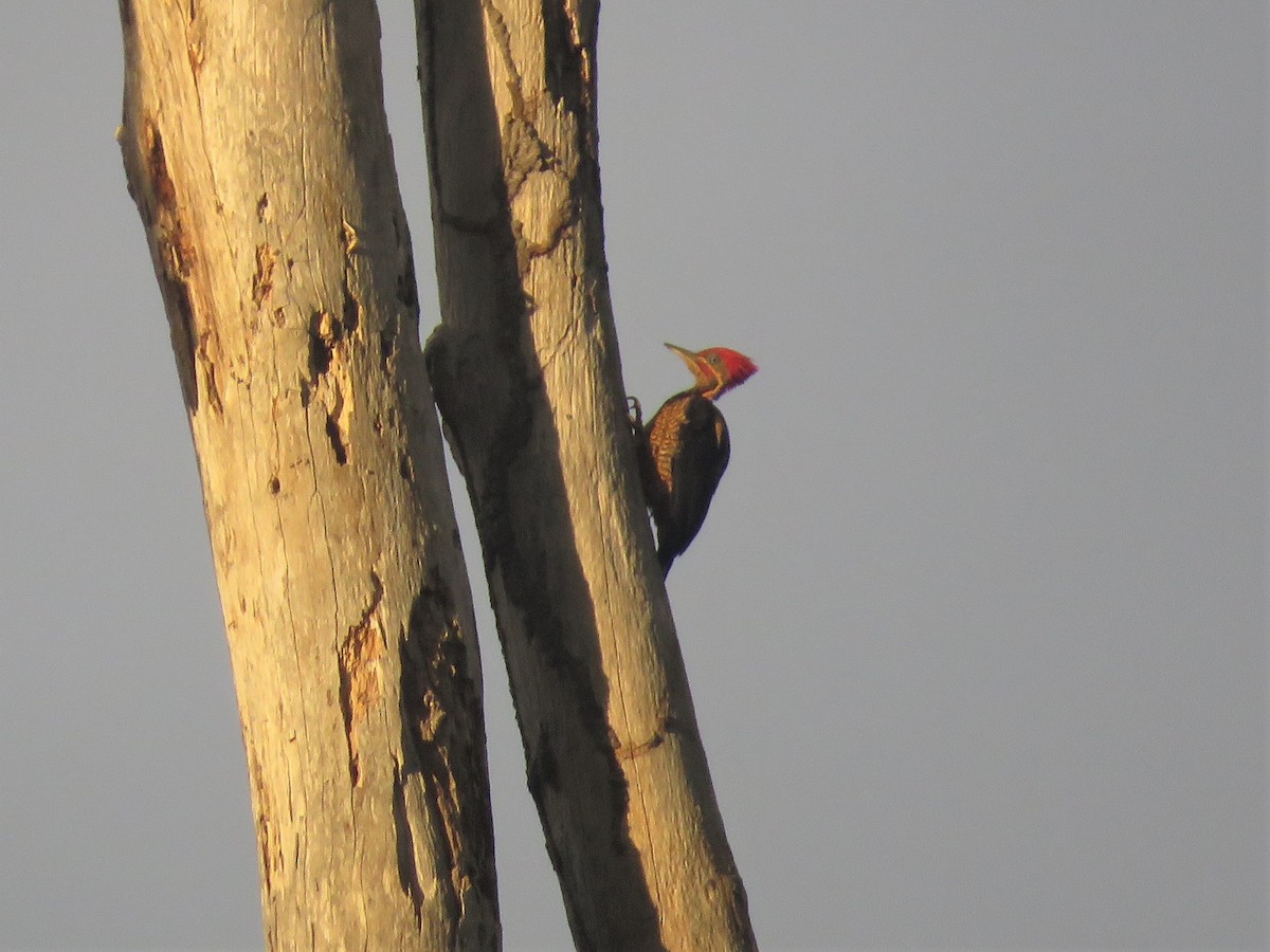 Lineated Woodpecker - Hugo Foxonet