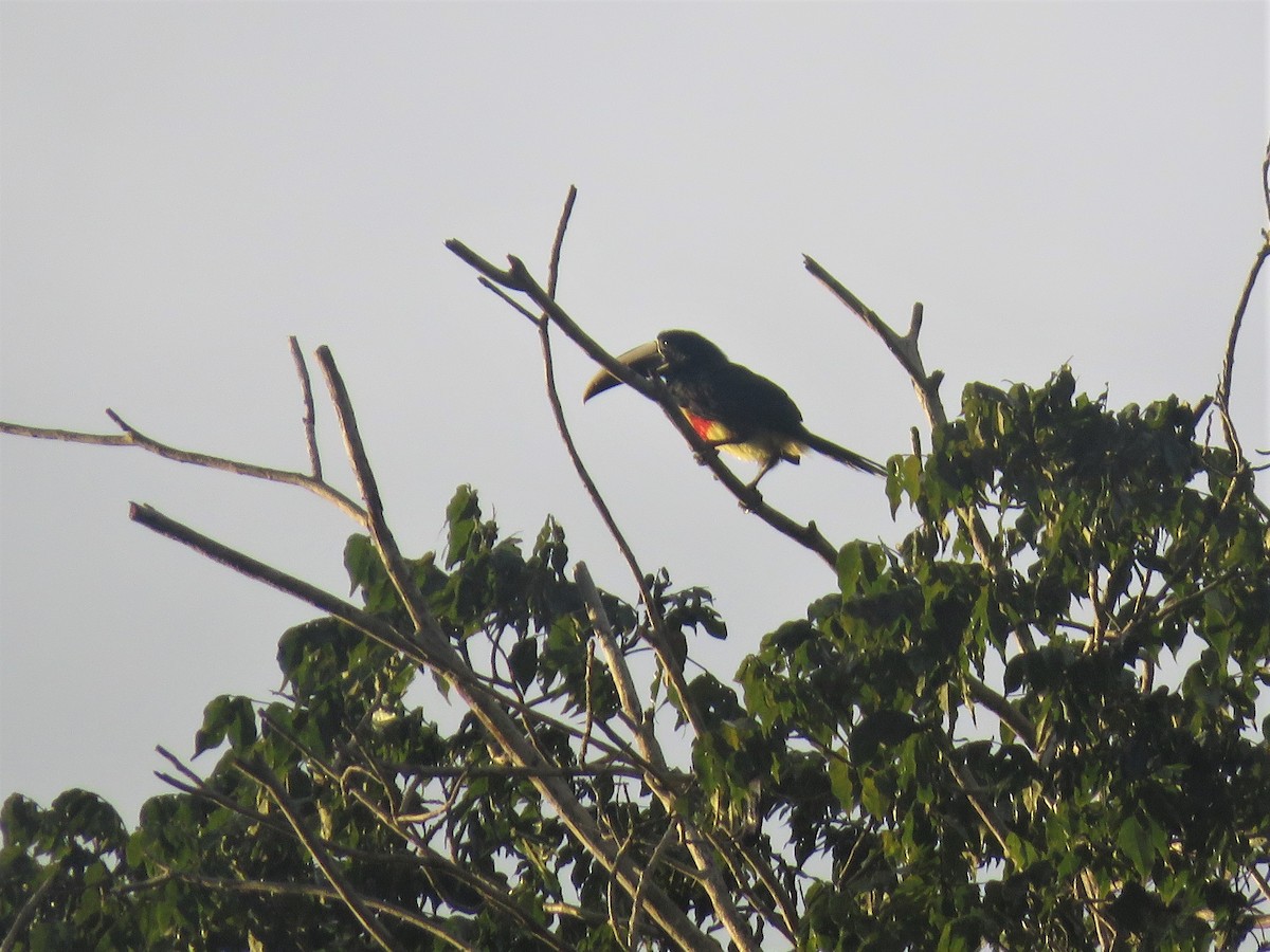 Black-necked Aracari - Hugo Foxonet