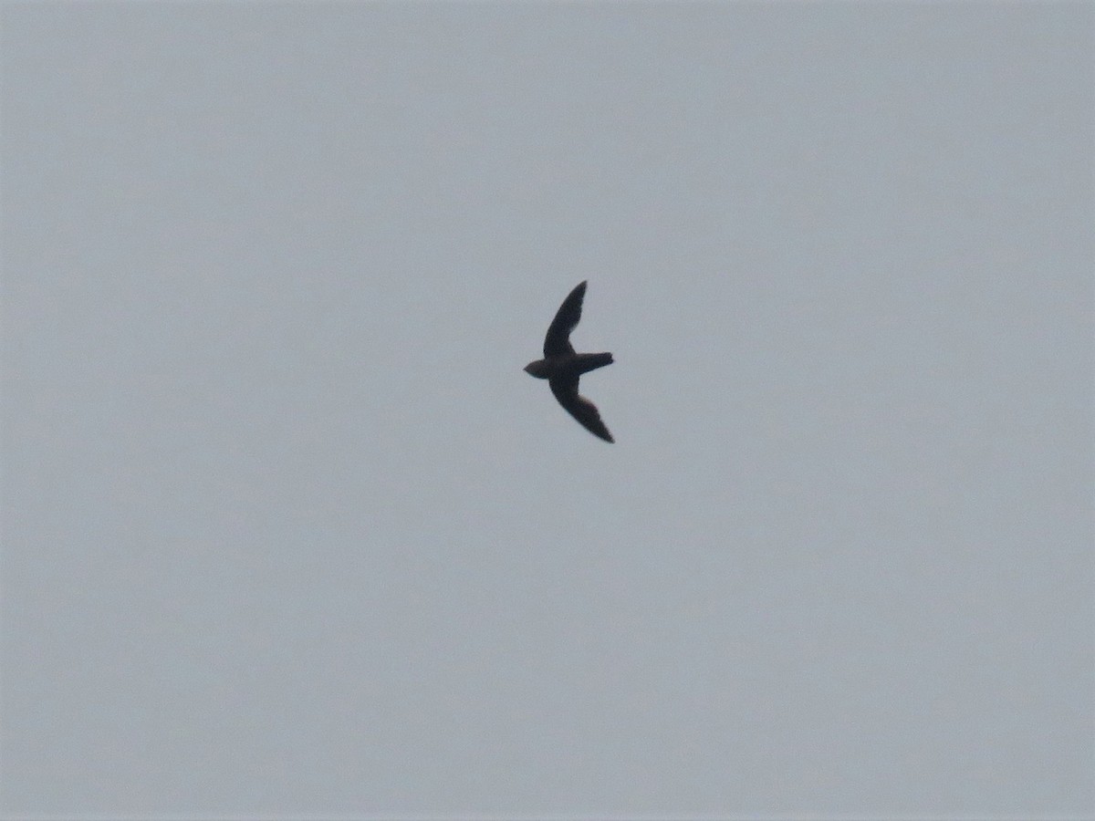 Band-rumped Swift - ML166274921