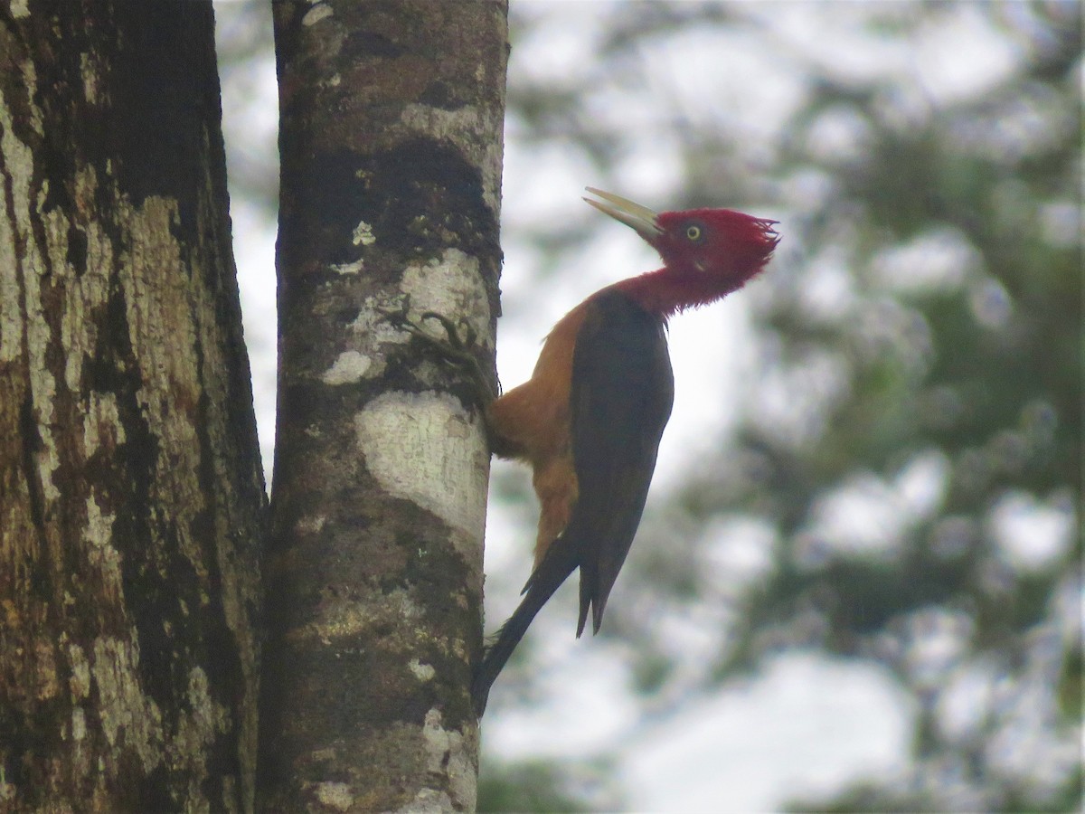 Red-necked Woodpecker - Hugo Foxonet