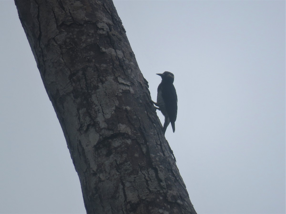Yellow-tufted Woodpecker - Hugo Foxonet
