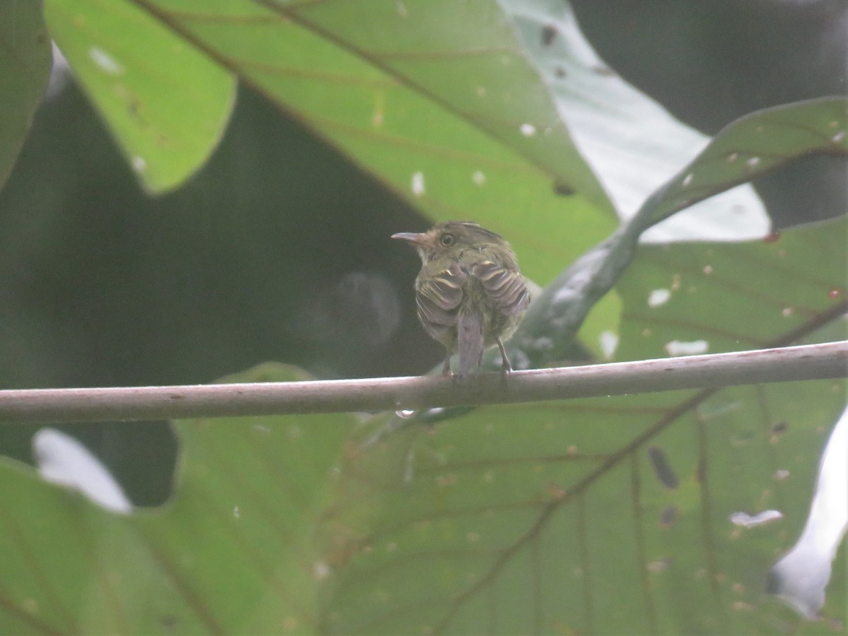 Helmeted Pygmy-Tyrant - ML166275451