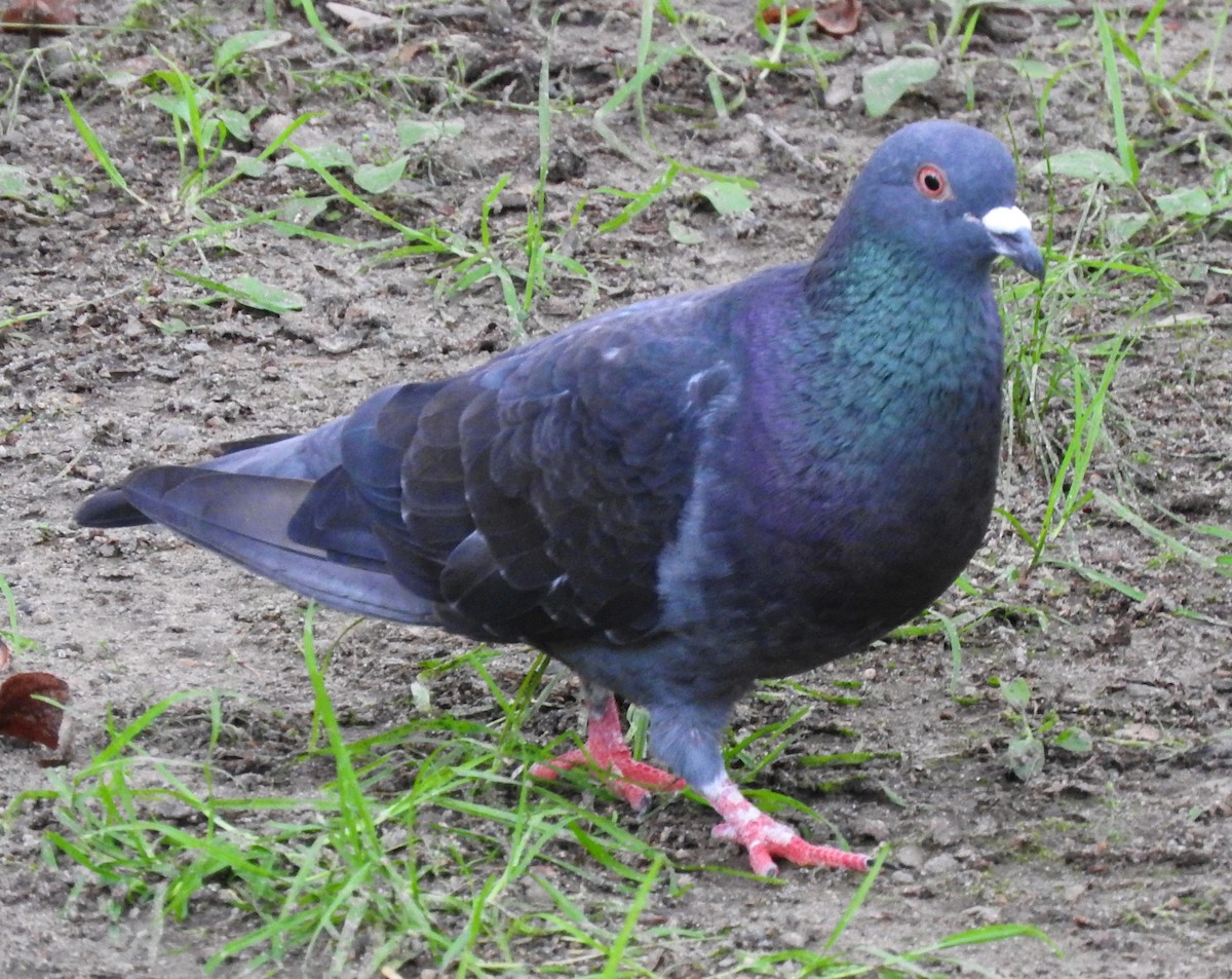 Rock Pigeon (Feral Pigeon) - ML166276491