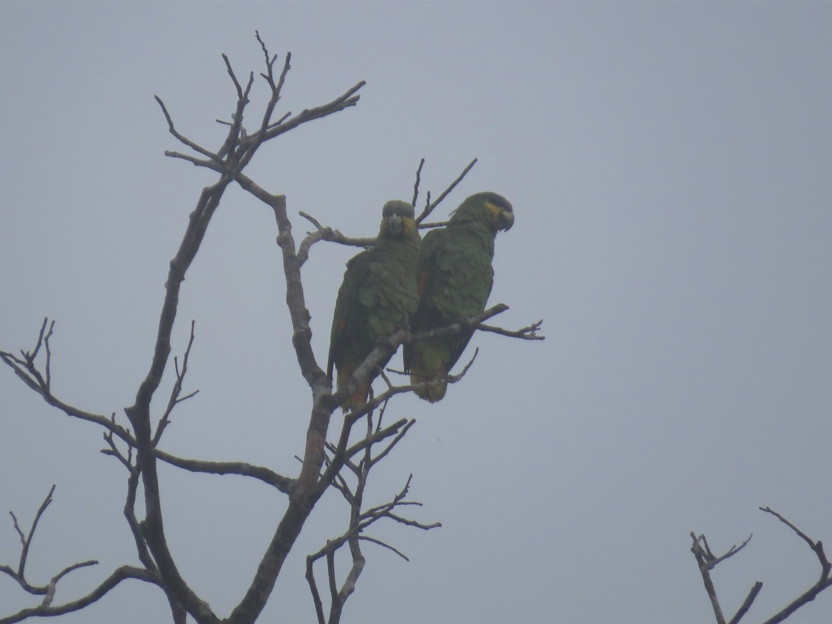 Orange-winged Parrot - Hugo Foxonet