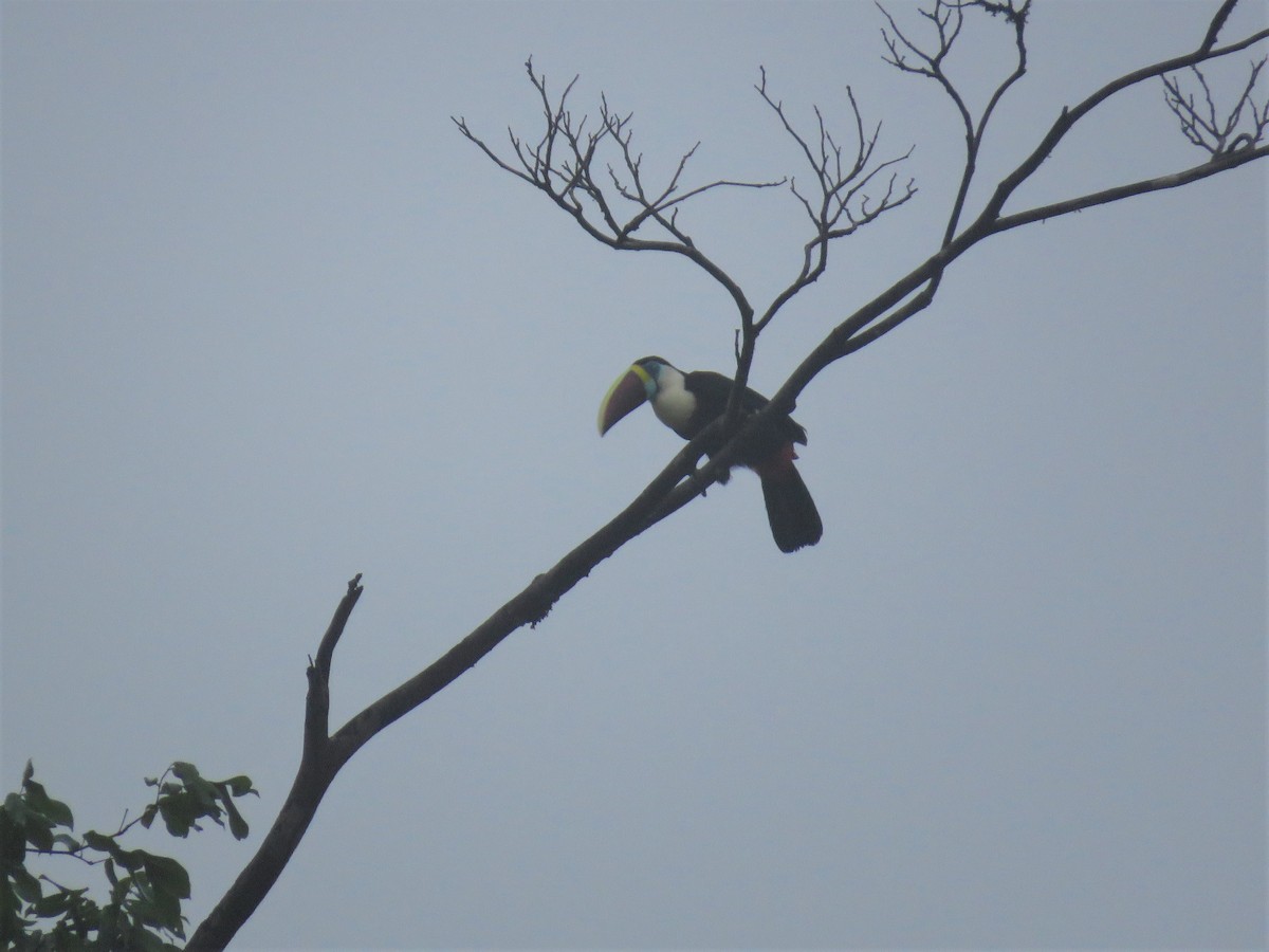 White-throated Toucan - Hugo Foxonet