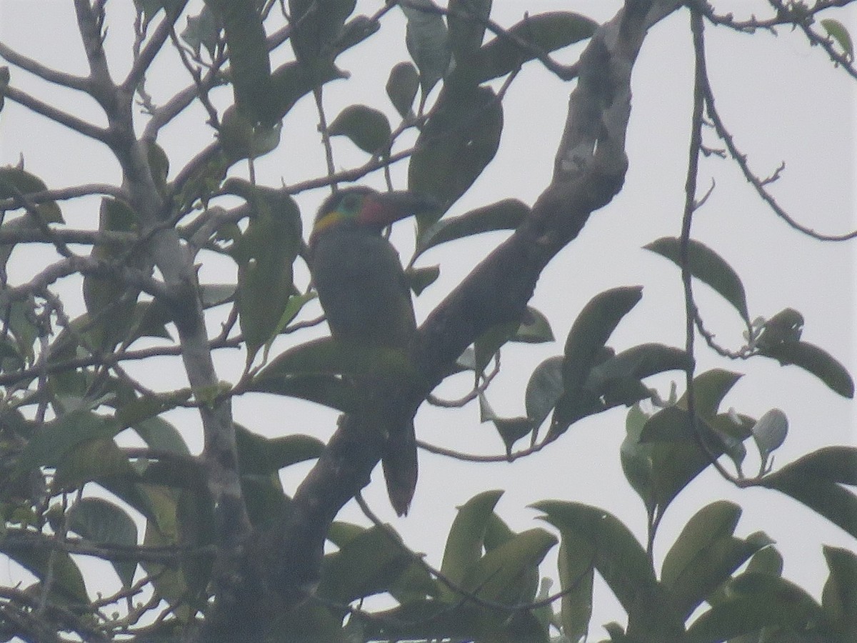 Guianan Toucanet - Hugo Foxonet