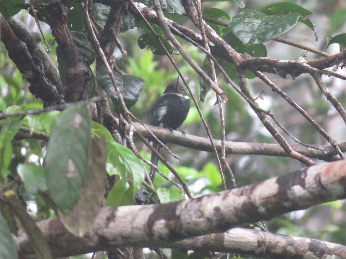 Paradise Jacamar - Hugo Foxonet