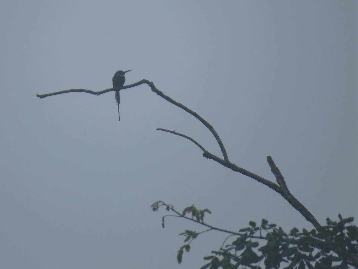 Jacamar à longue queue - ML166277951