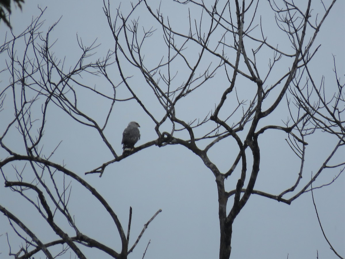 Gray-lined Hawk - ML166278001