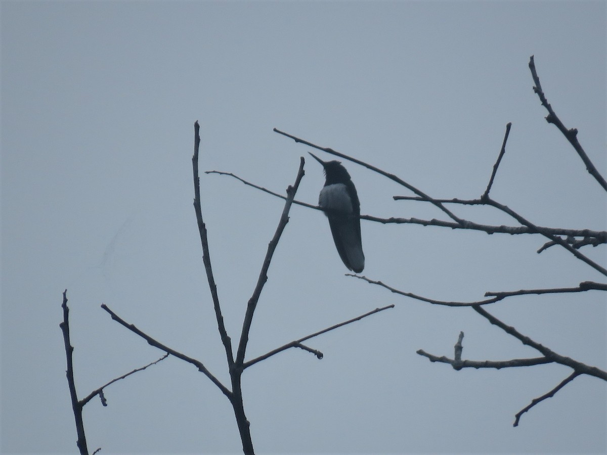 White-necked Jacobin - ML166278011