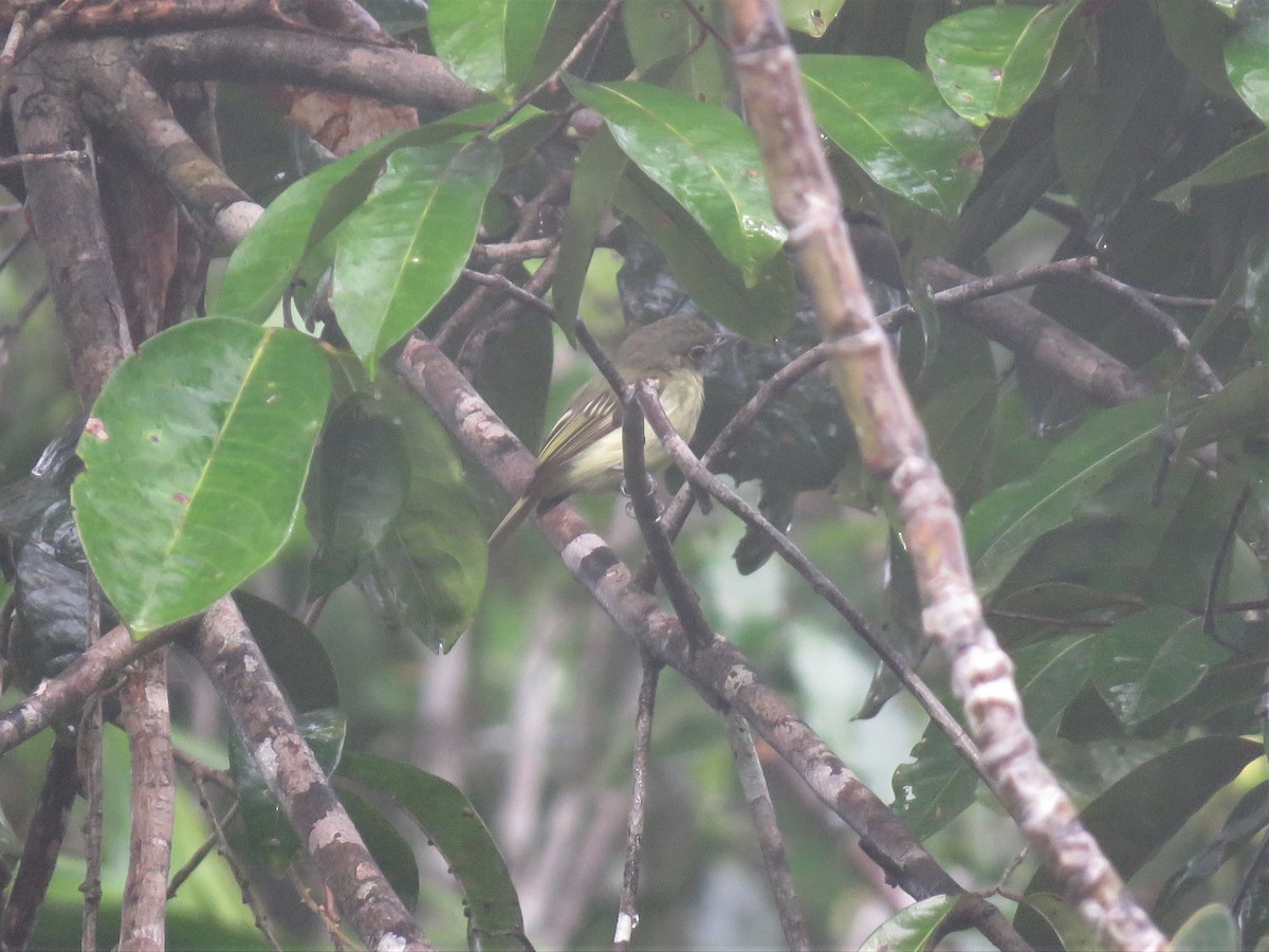 Picoplano sp. (Tolmomyias sp.) - ML166278071