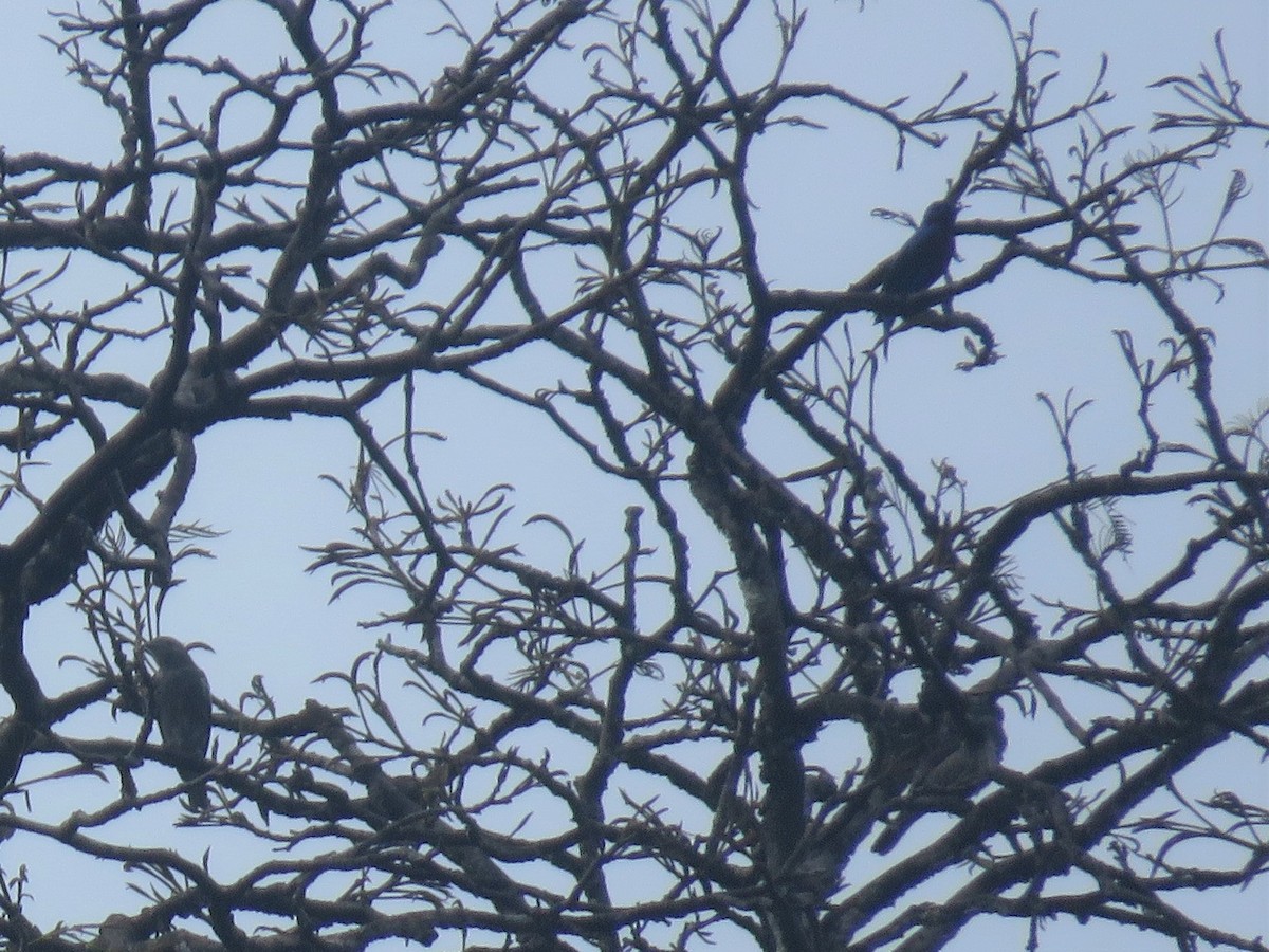 Cotinga Celeste - ML166278191