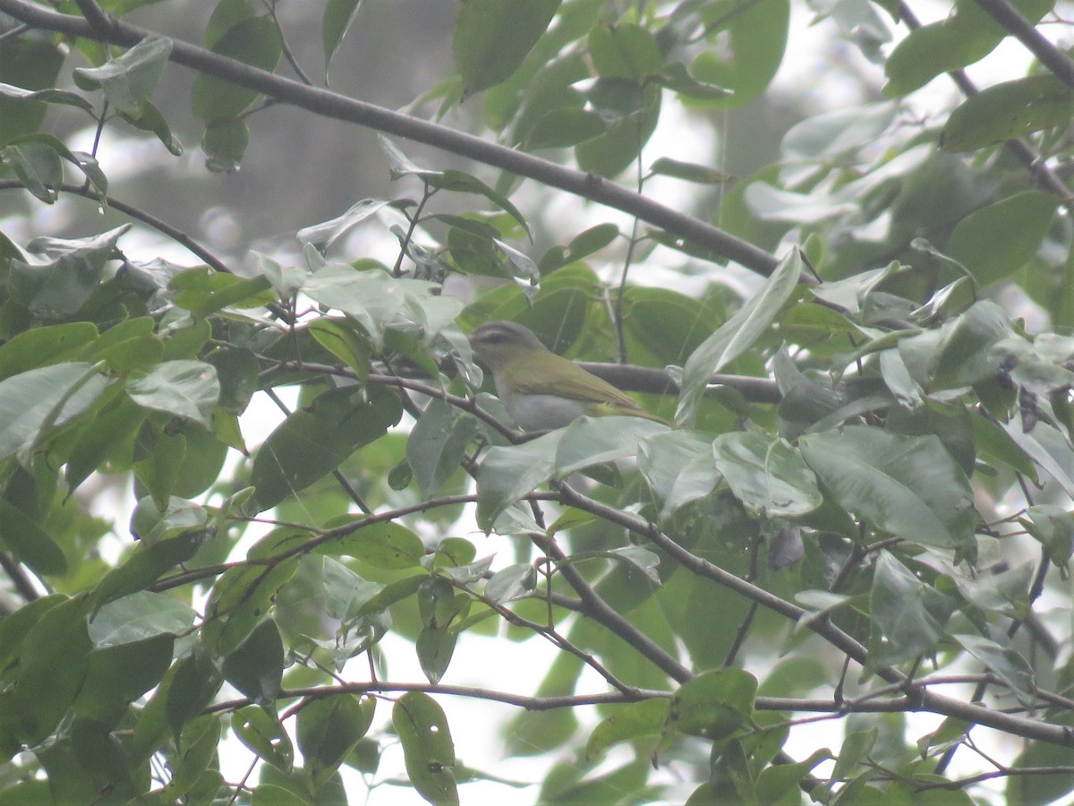 brunøyevireo - ML166278291