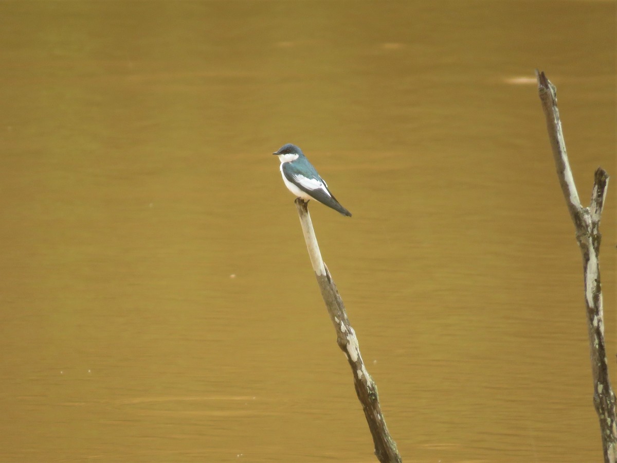 White-winged Swallow - Hugo Foxonet