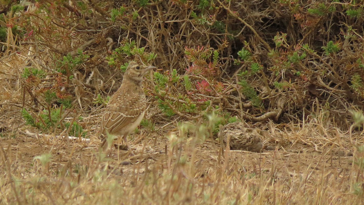 Crested Lark (Crested) - ML166278551