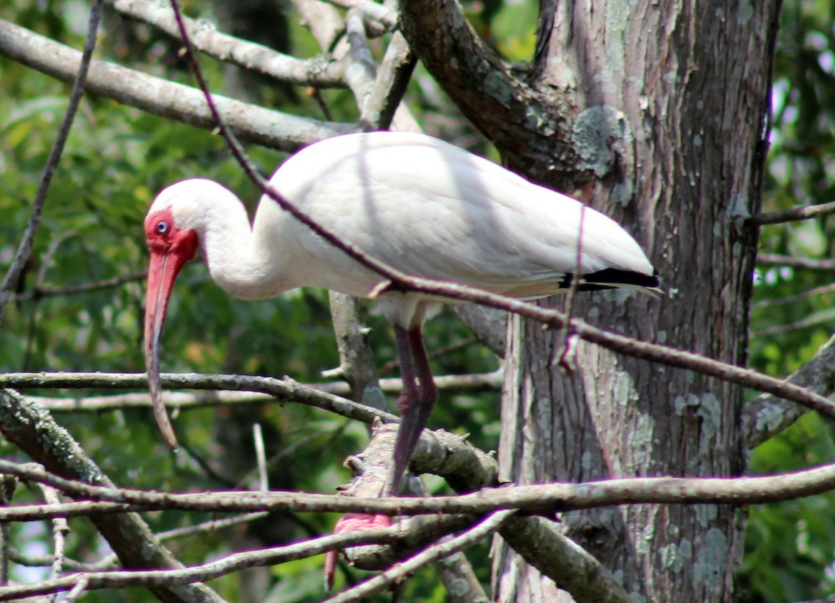 ibis bílý - ML166278581