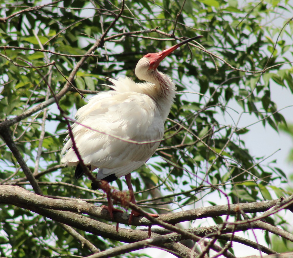 ibis bílý - ML166278611