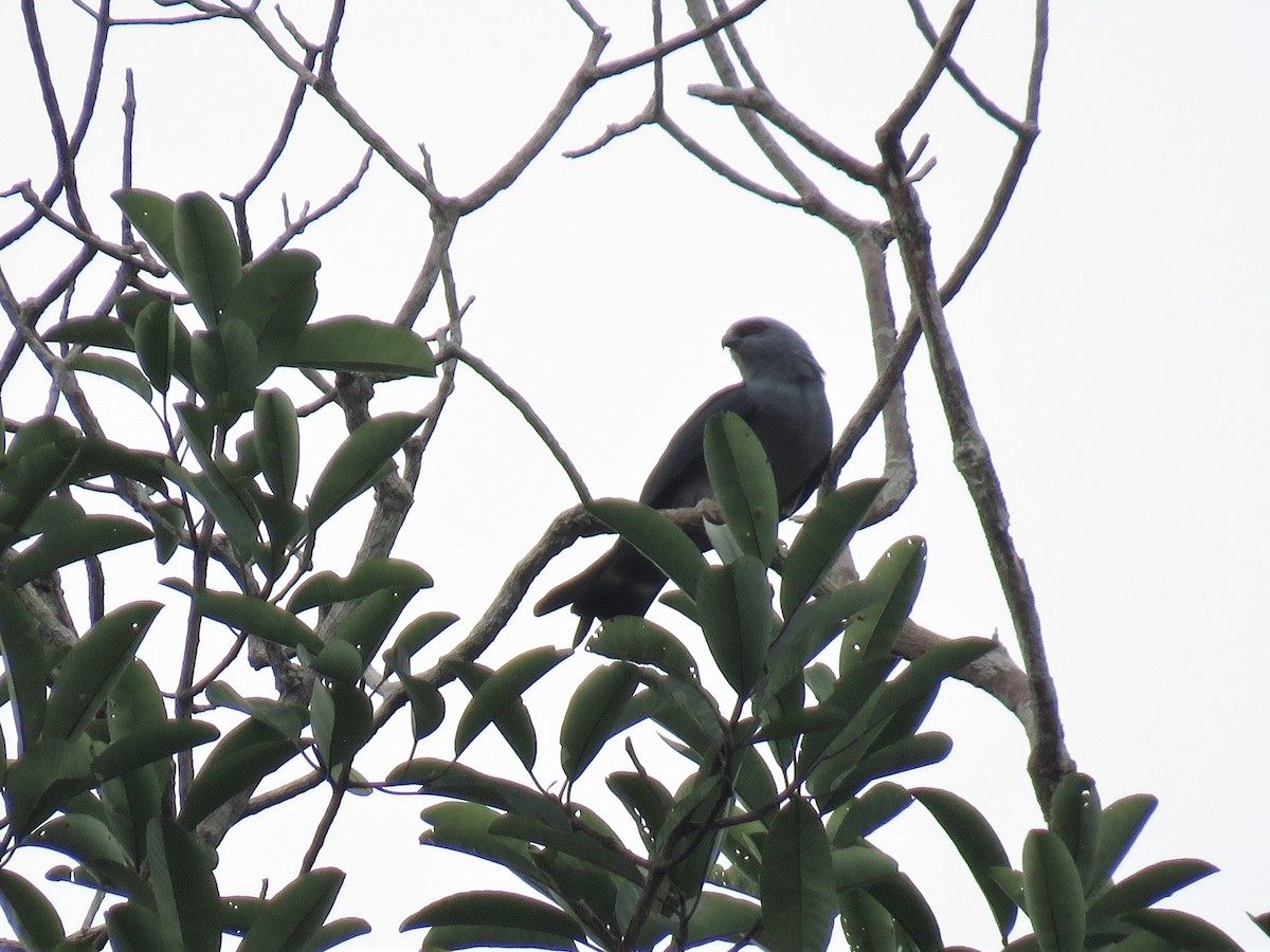 Plumbeous Kite - ML166278661