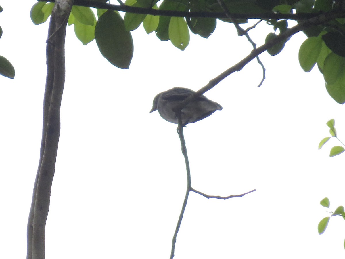 Pompadour Cotinga - Hugo Foxonet