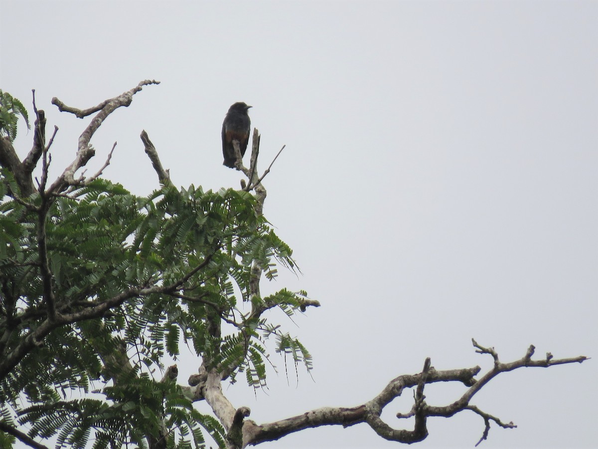 Swallow-winged Puffbird - ML166278801