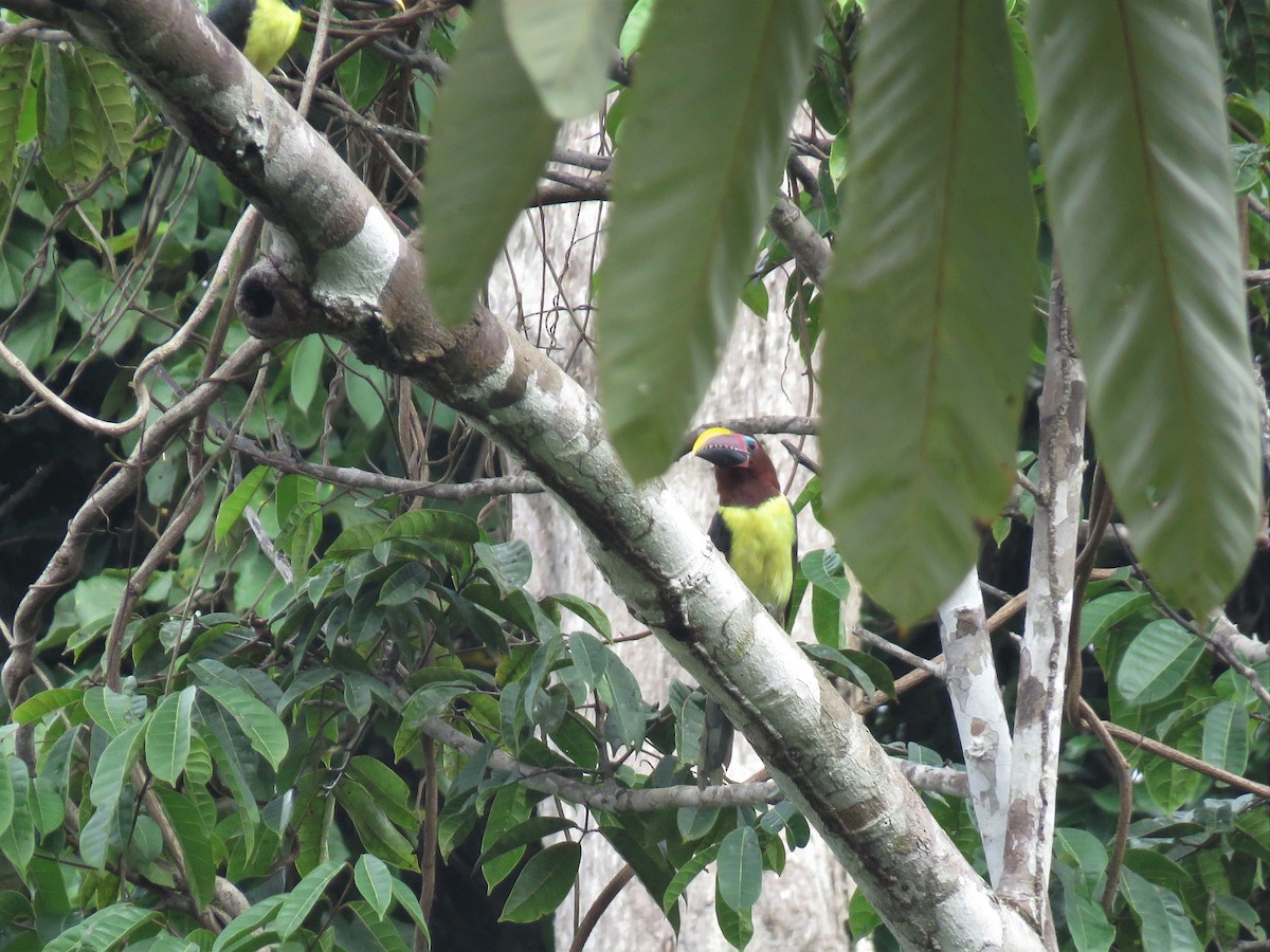 Green Aracari - Hugo Foxonet