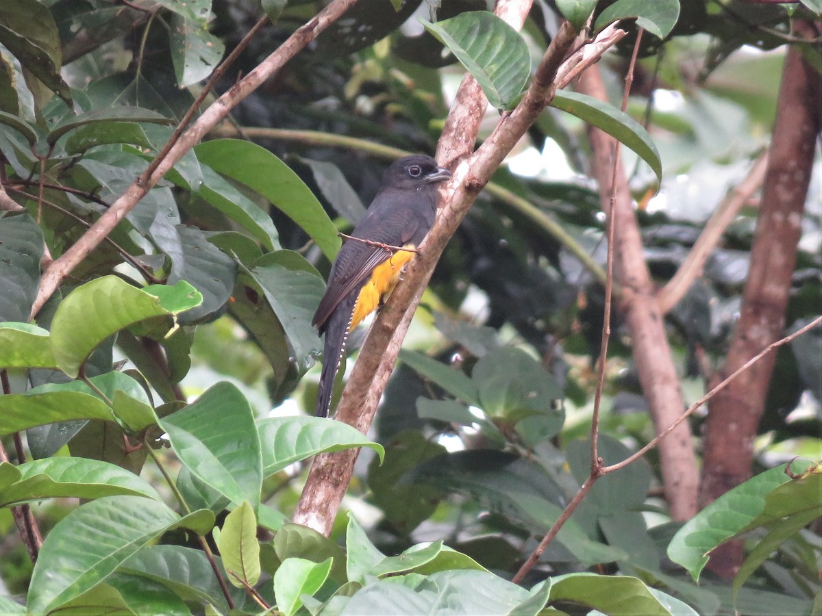 Green-backed Trogon - Hugo Foxonet