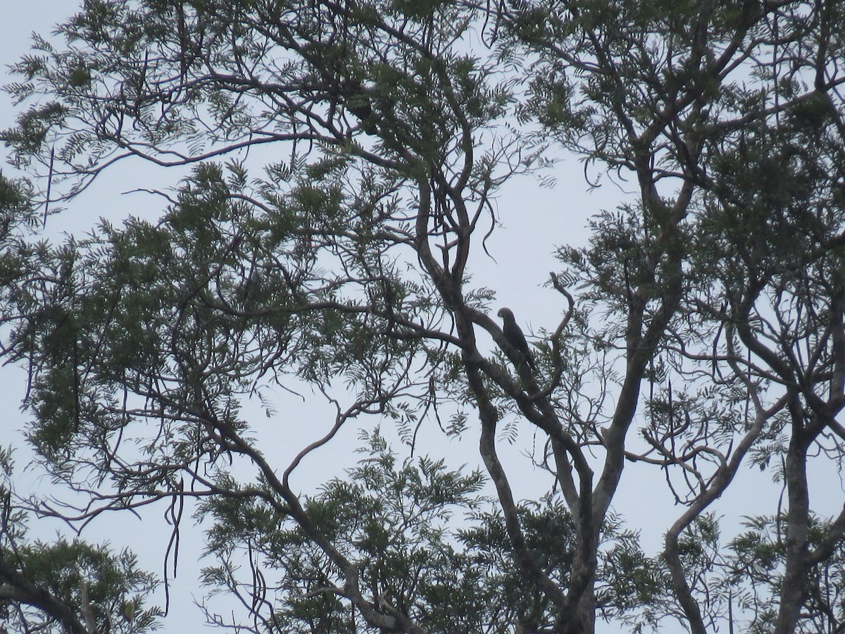 Red-fan Parrot - ML166279021