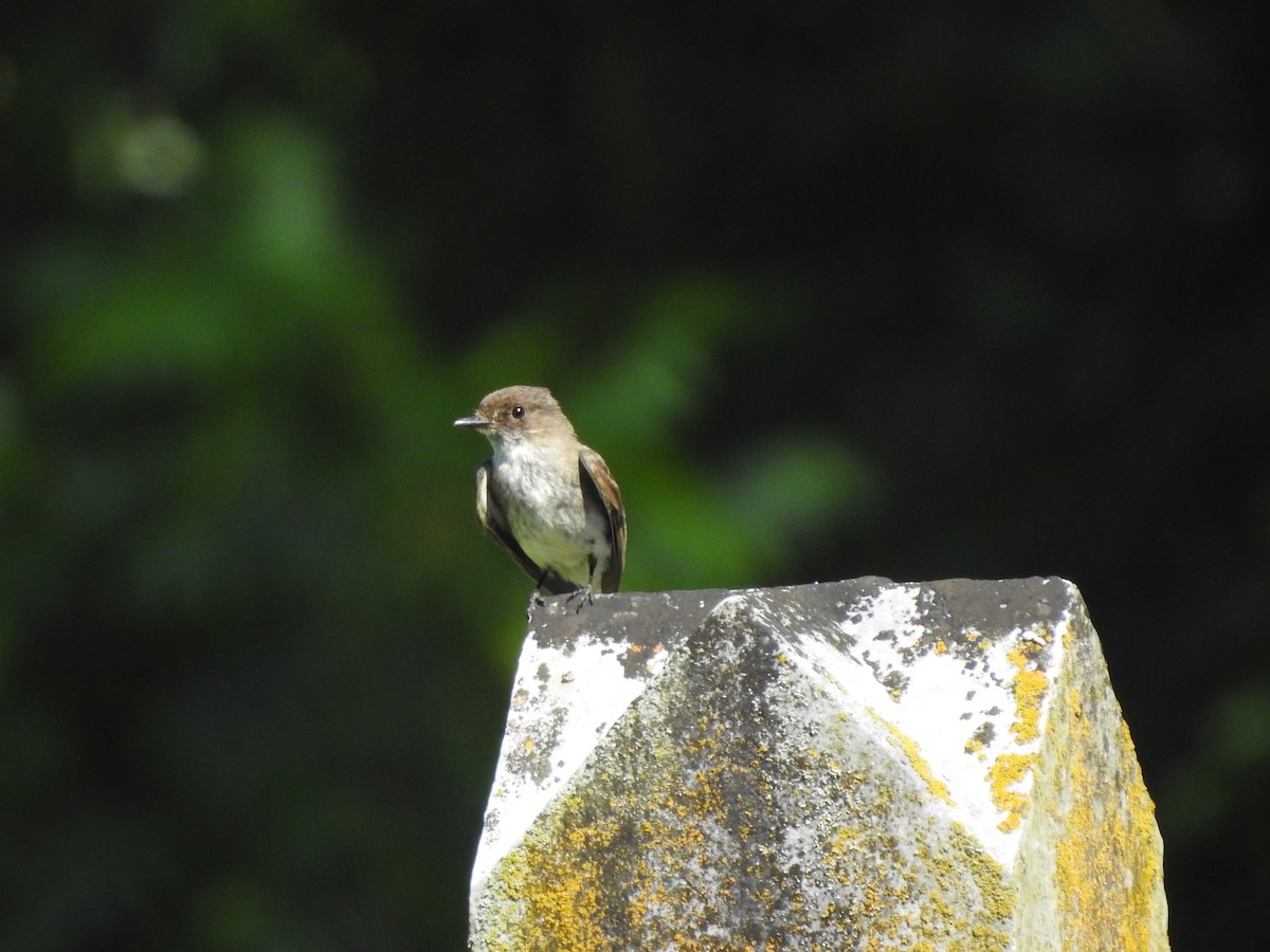 Eastern Phoebe - ML166280261