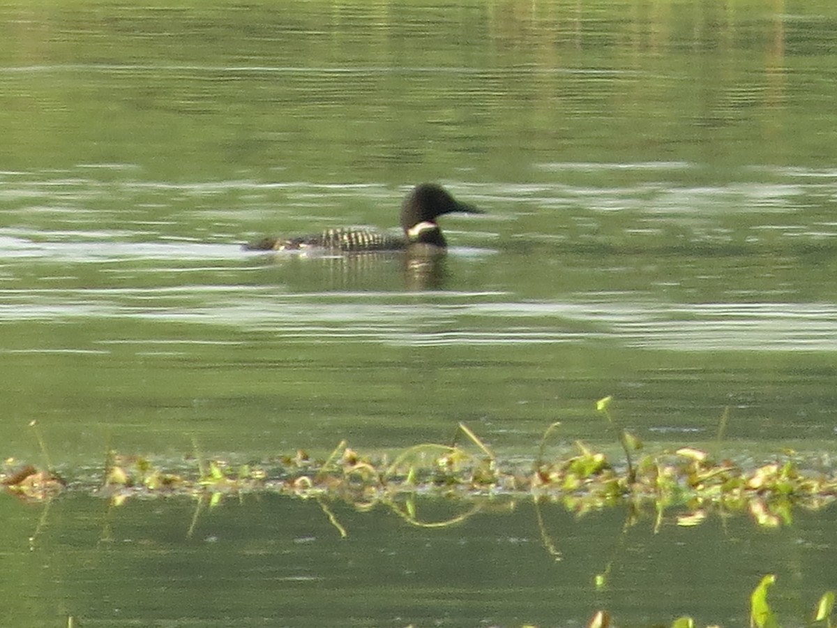 Common Loon - Steven Lima