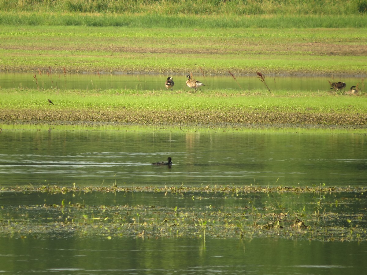 Common Loon - ML166280361