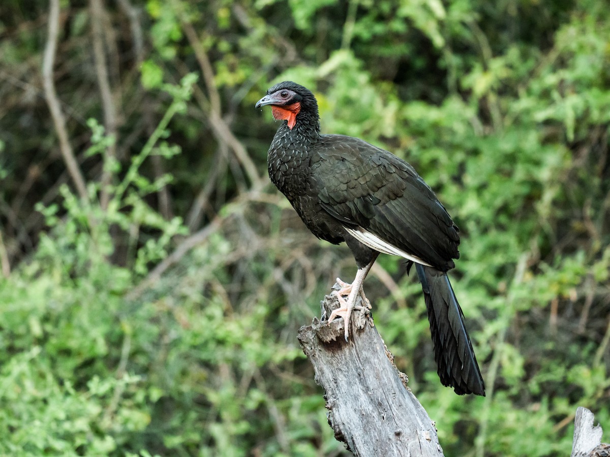 White-winged Guan - Nick Athanas