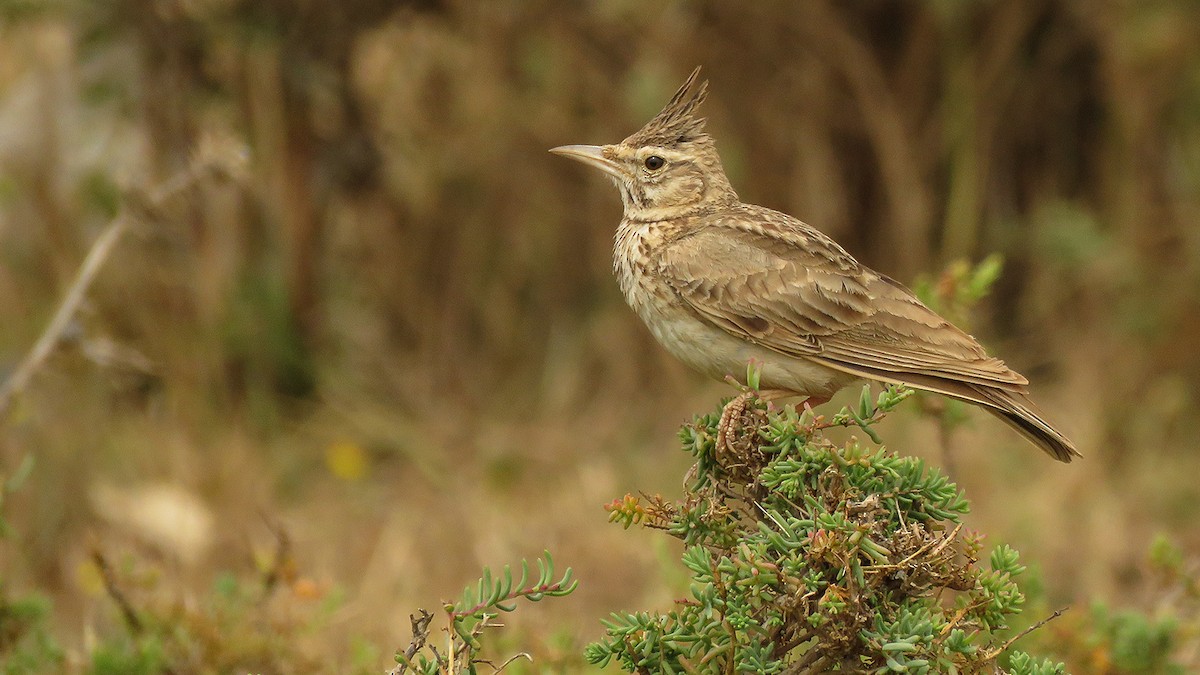 Crested Lark (Crested) - ML166282151