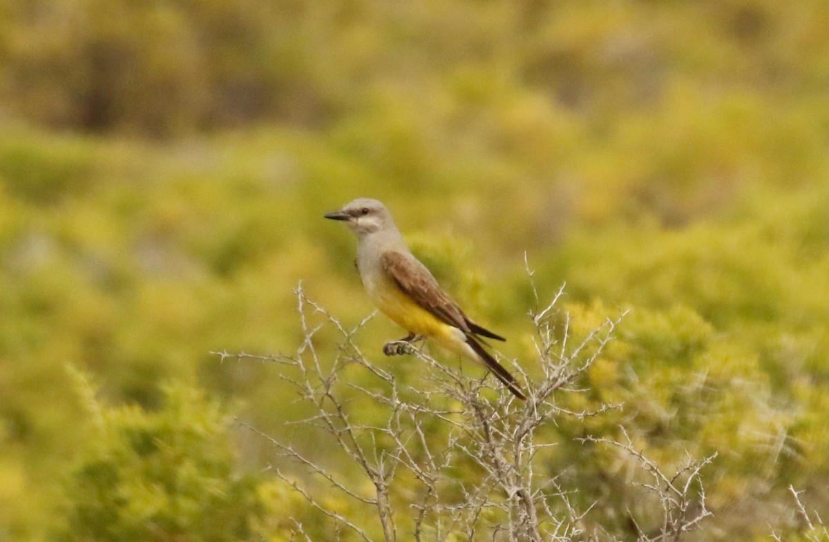 Western Kingbird - ML166283111