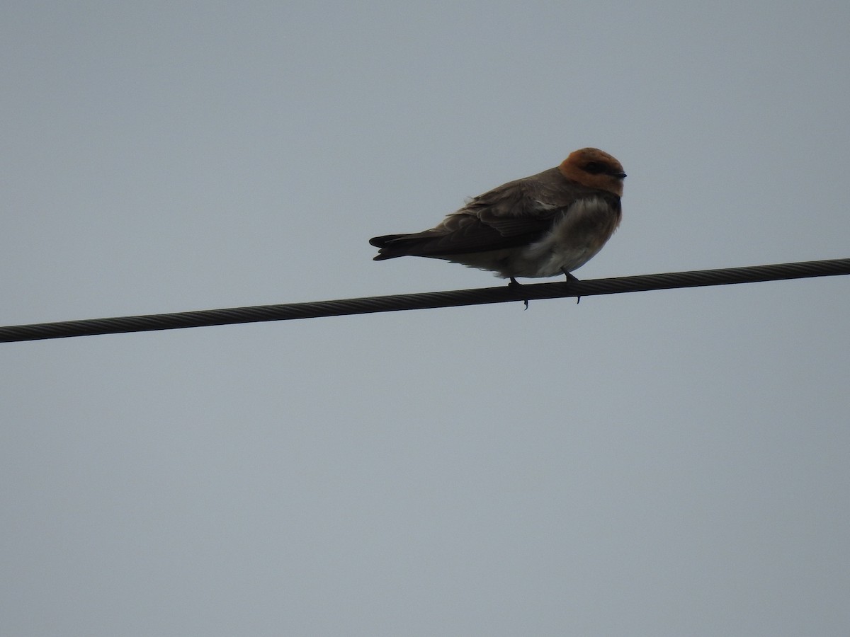 Golondrina Cabecicastaña - ML166283201